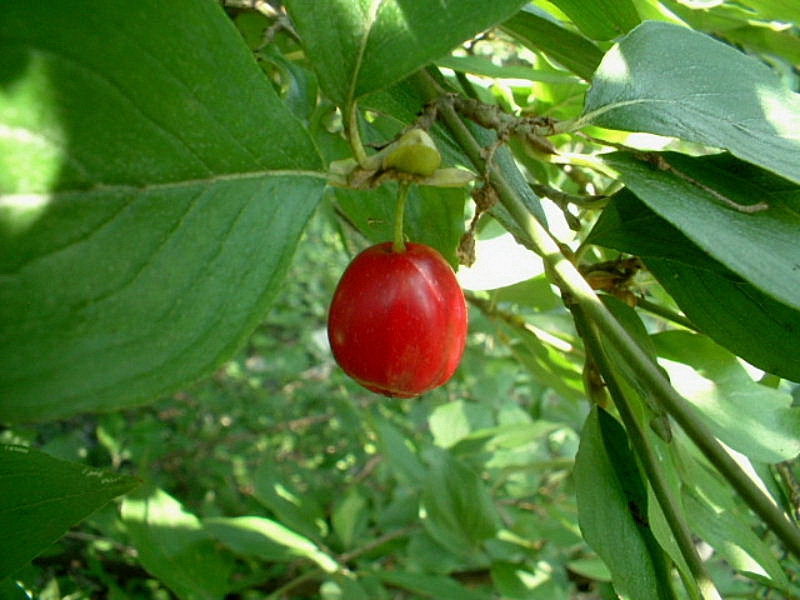 Cornus mas / Corniolo maschio